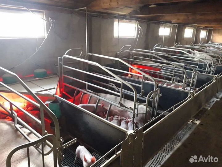 Поросята для откорма