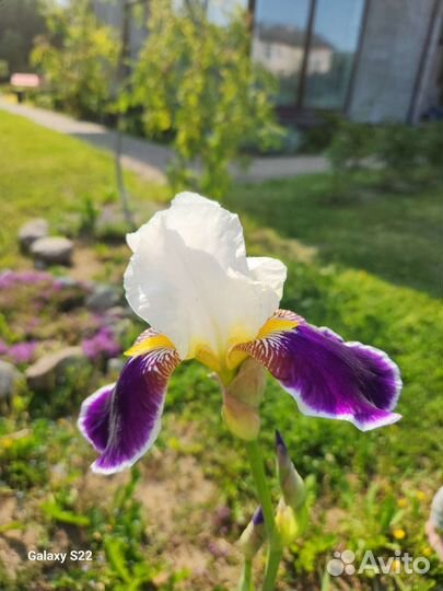 Ирис бородатый