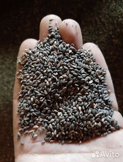 Семена ели от производителя