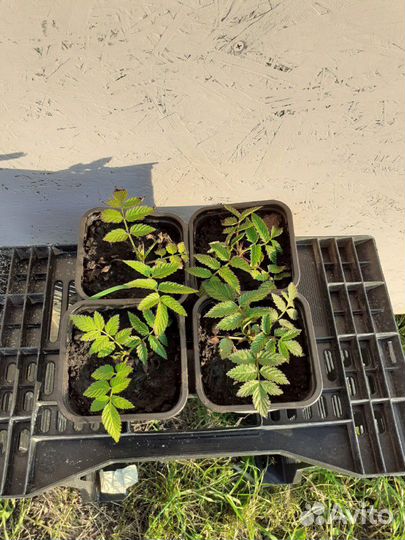 Тибетская малина (соблазнительная)