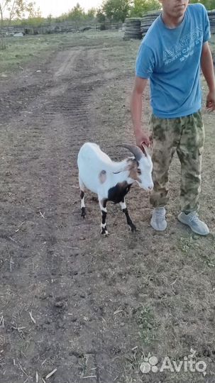 Козлики нубийские на племя