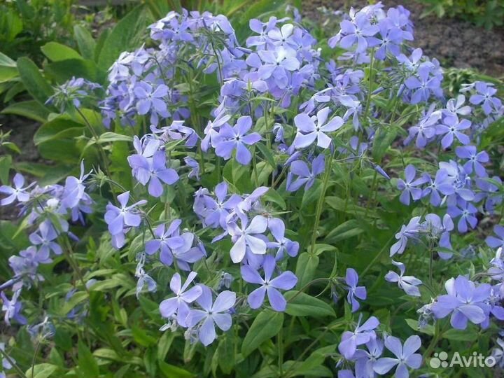 Многолетники садовые