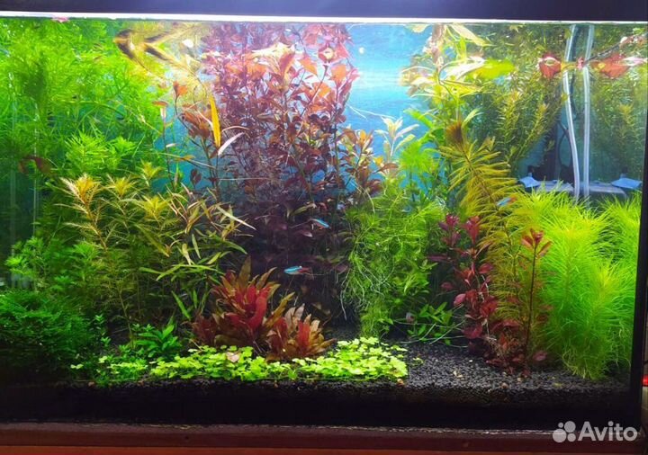 Аквариумные растения