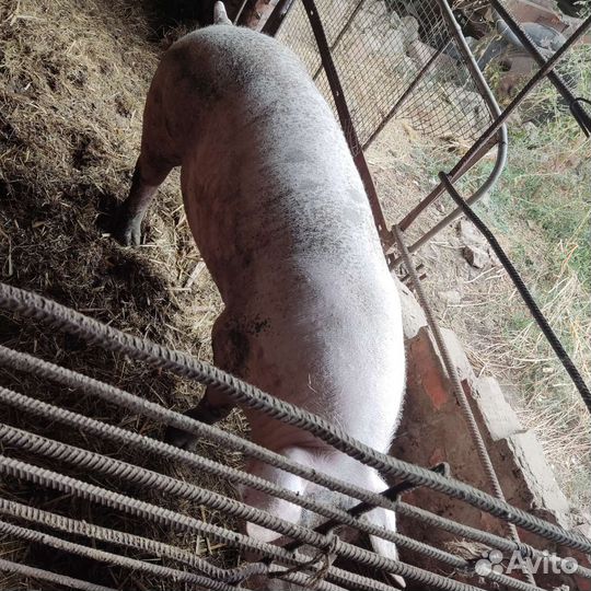 Хряк пьетрен макстер