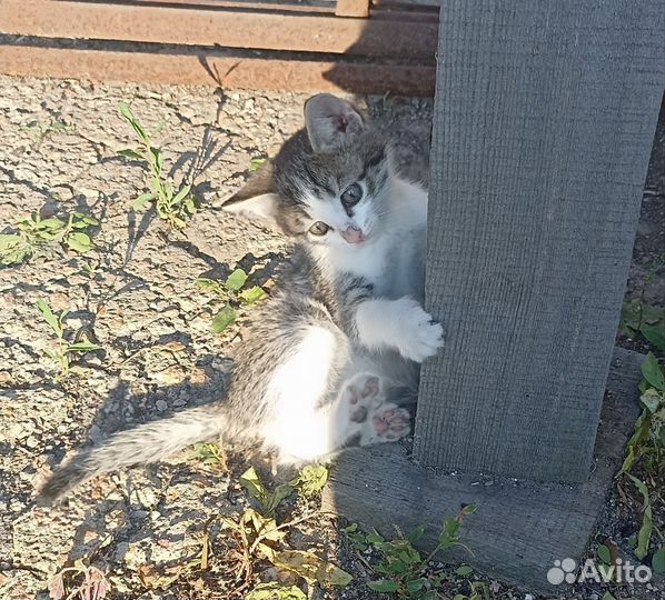 Отдам в добрые руки котят