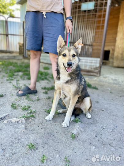 Собака в добрые руки