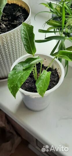 Калатея литце