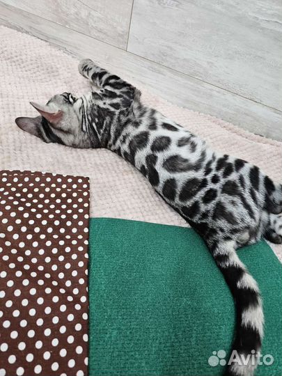 Самый сладкий мальчик бенгальчик