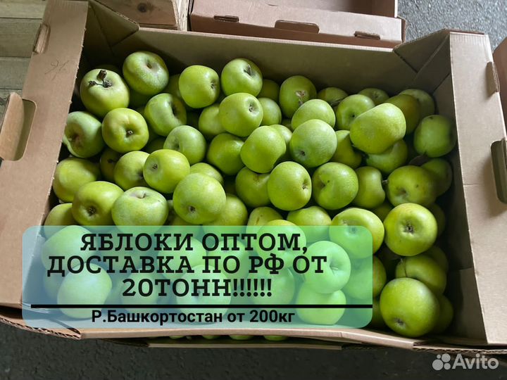 Яблоки оптом разных сортов от 20 тонн