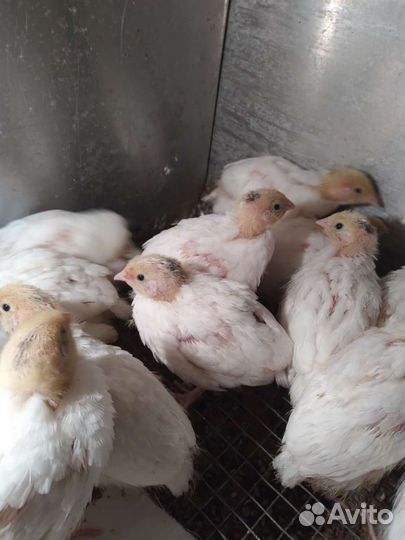 Перепелята