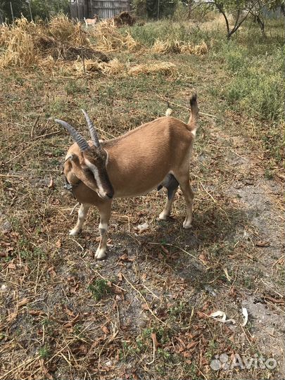Продам дойную козу