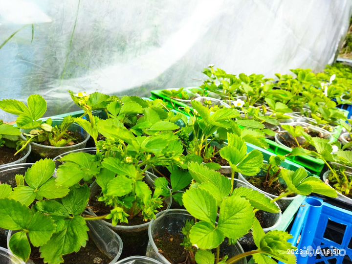 Рассада клубники