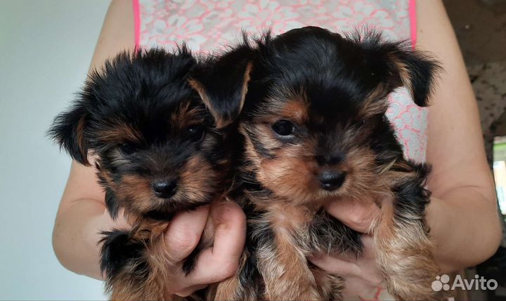 Щенки мини Йоркширский терьер