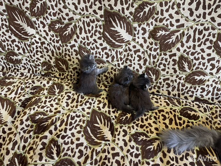 Котята 1 мес