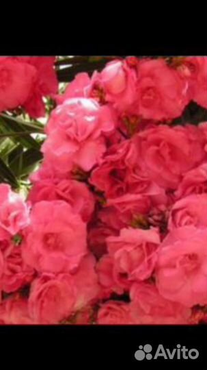 Петуния.Разная.Америка.Италия.Япония+Бюджетный сад