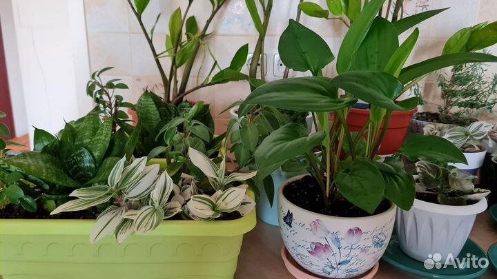 Комнатные цветы, растения