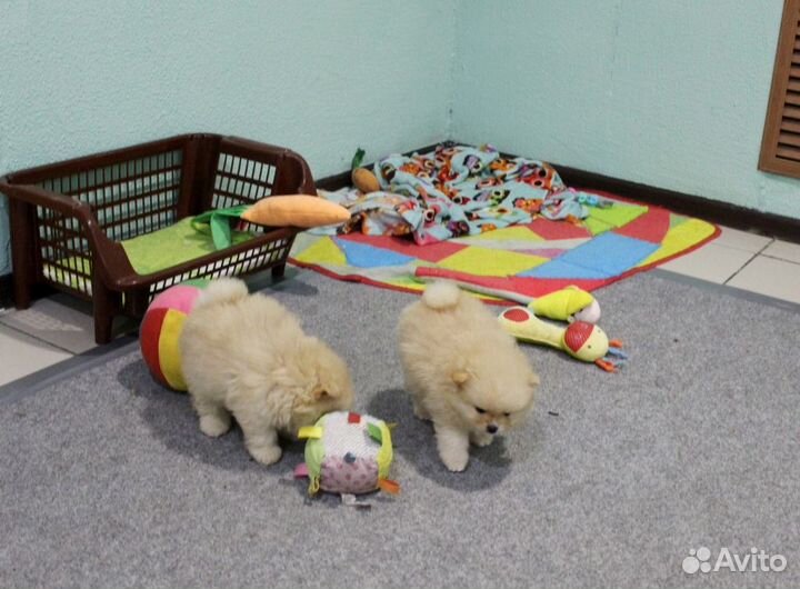 Пушистые комочки