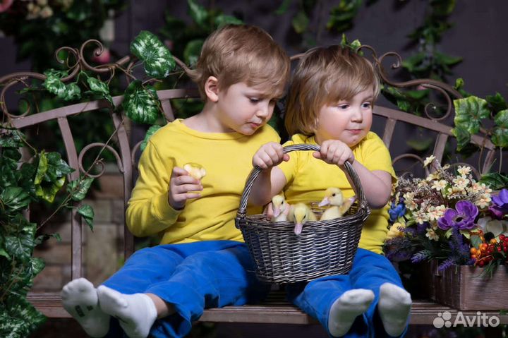 Кролики, ёжик и утята в аренду