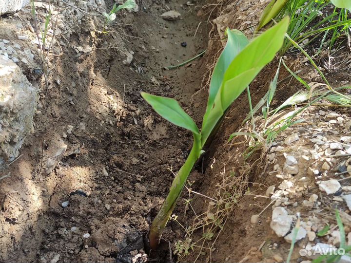 Банановая пальма