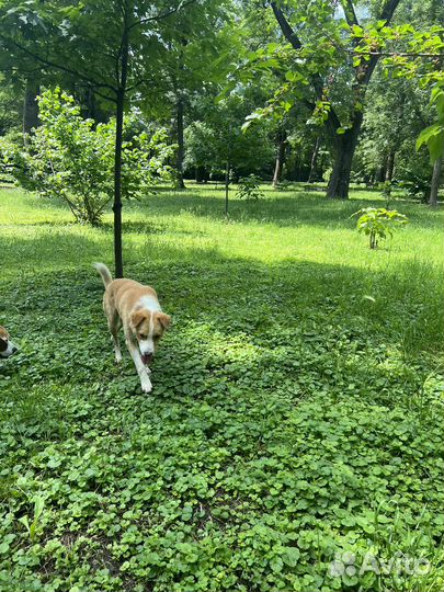 Собака в добрые руки