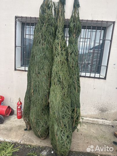 Елка живая розница