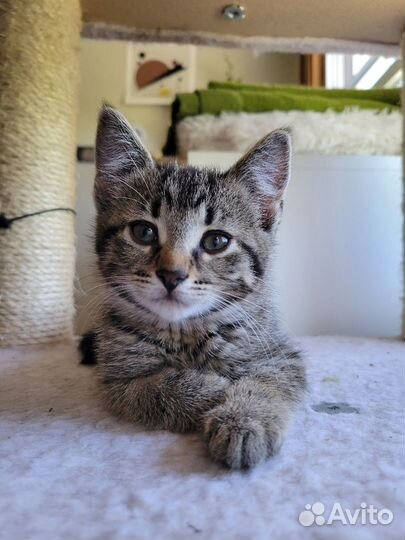 Крошечки в полосочку ищут семьи