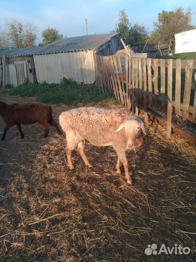 Продаётся баран