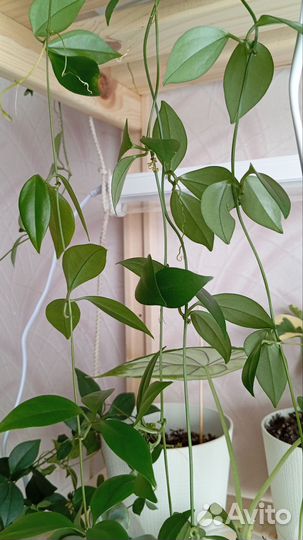 Неoальcoмитрa на срез