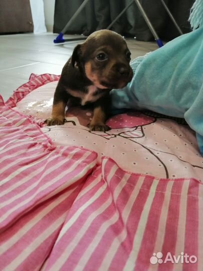 Той-терьер щенки