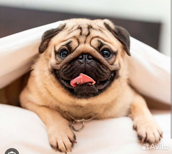 Передержка собак в домашних условиях