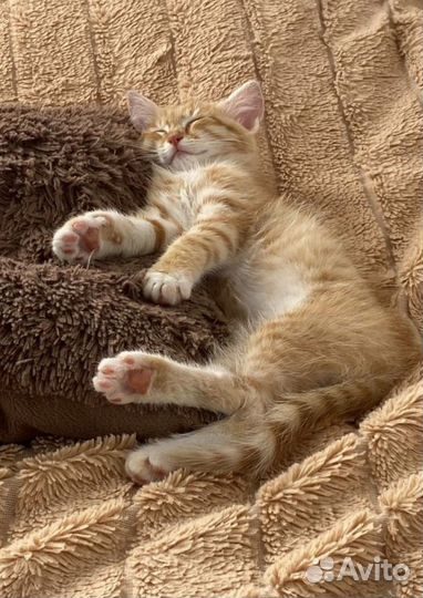 Котенок в дар