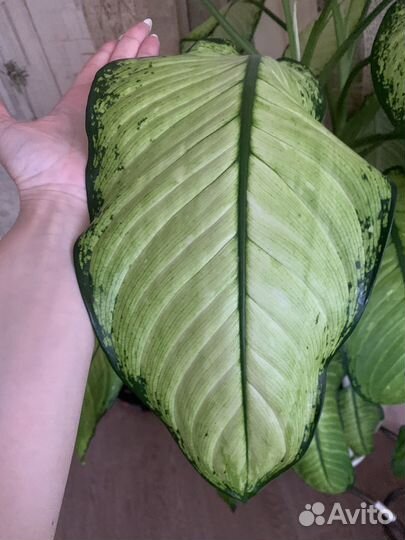 Диффенбахия