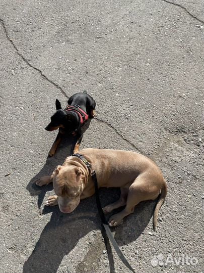 Вязка цвергпинчер