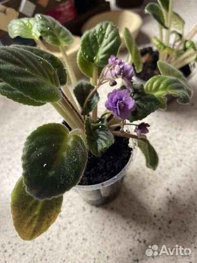 Комнатные цветы фиалки