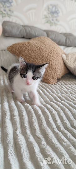 Котятки в добрые руки