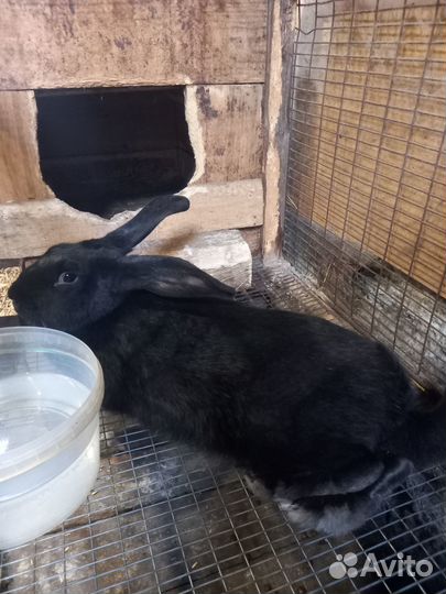 Животные кролики