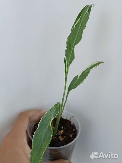 Спатифиллум Дели