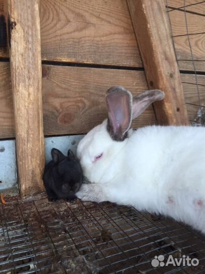 Кролики 2 месяца