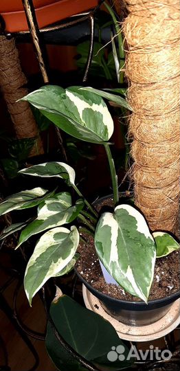 Epipremnum sp cv Wow big and wave leave