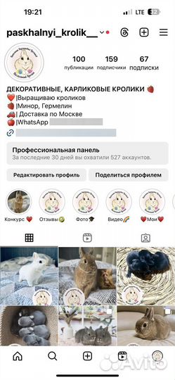 Карликовый кролик минор