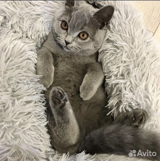 Лежанка для кошек