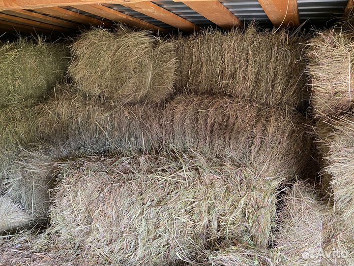 Сено в тюках 1 укос