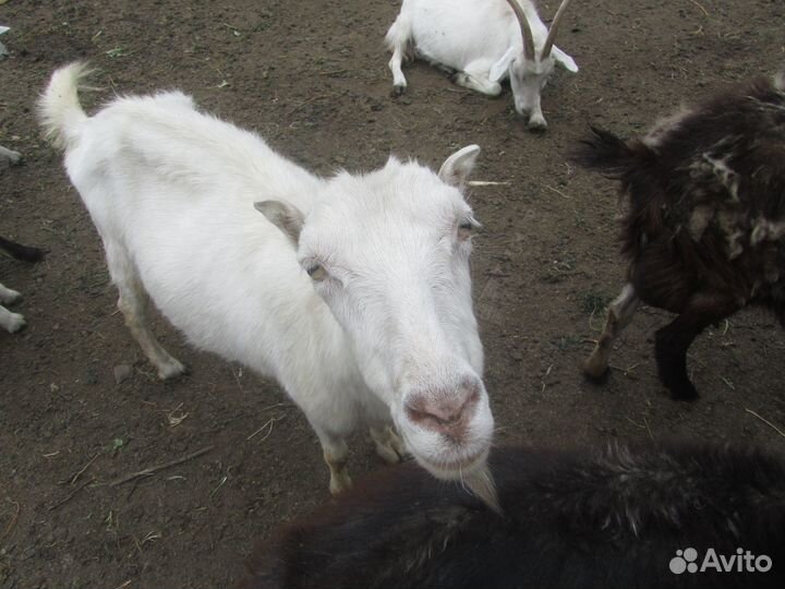 Козлик ламанча