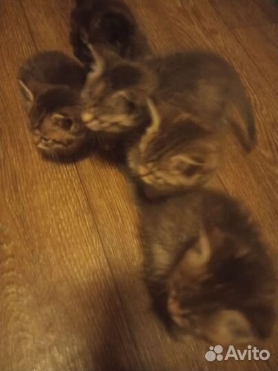 Котята в добрые руки,кушают сами,к лотку приучены