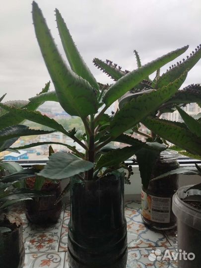 Каланхоэ лечебное