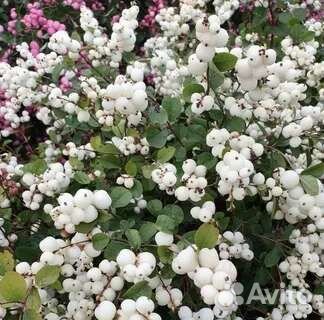 Снежноягодник, саженцы