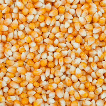 Кукуруза для приготовления попкорна,Sun Corn 25 кг