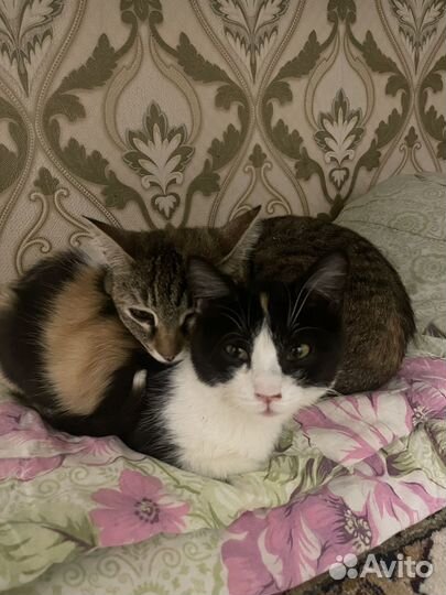 Тигровая кошка