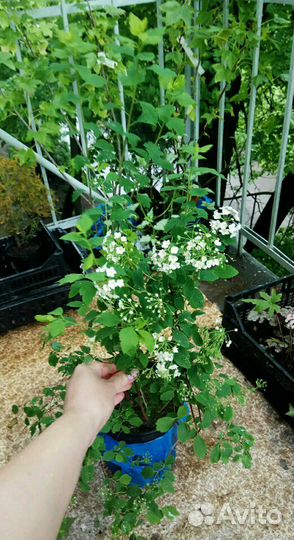 Декоративные кустарники