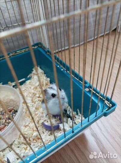 Хомяки джунгарики